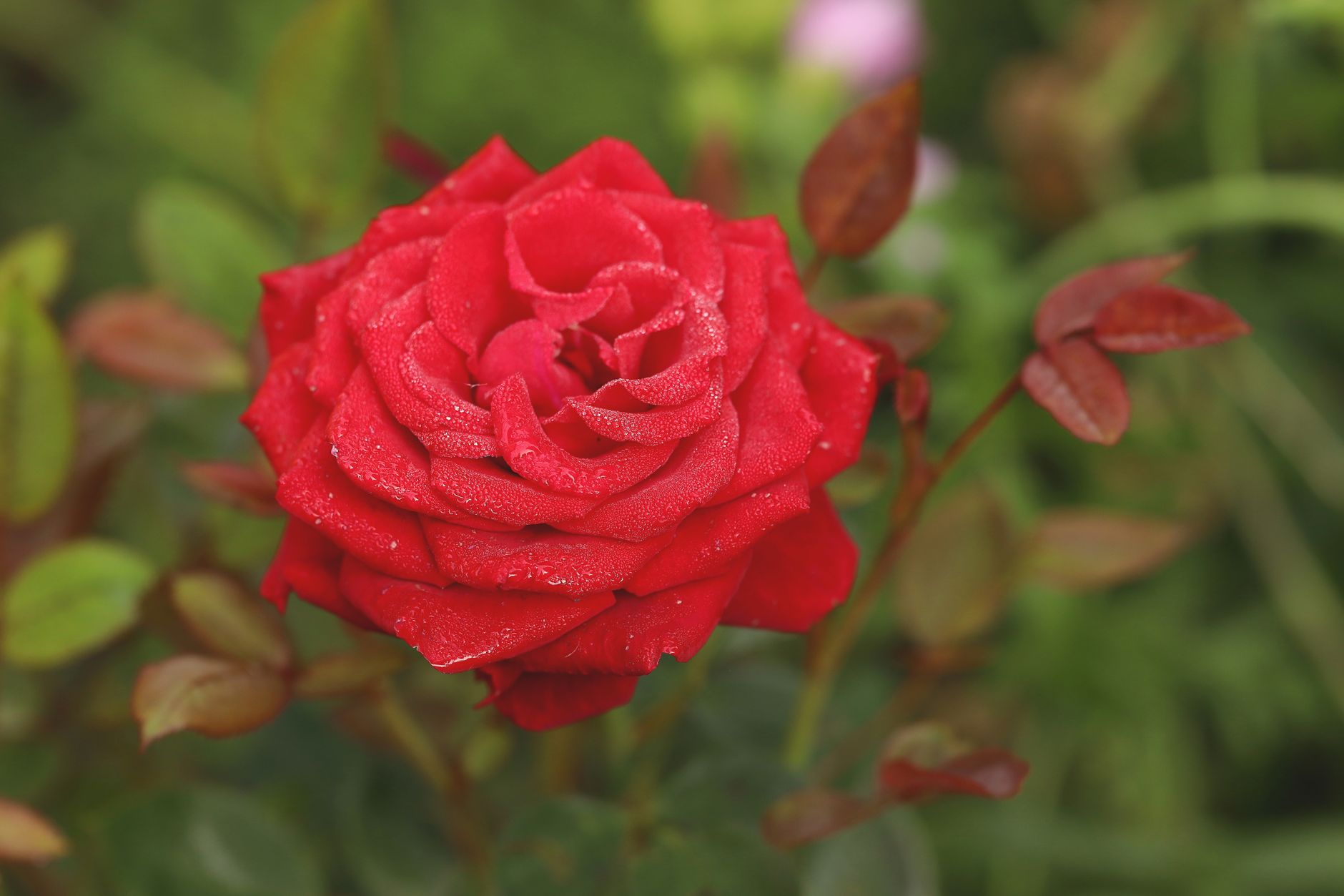 Les fleurs de mariage en 2023 : entre tradition et tendances modernes